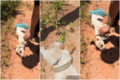Homem é preso em rodovia após matar cachorro doente a pauladas em bairro de VG