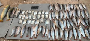 Polícia Civil e Sema combatem pesca ilegal e prendem um pescador em flagrante