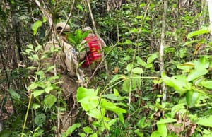 Corpo de piloto é encontrado em aeronave que caiu em área de mata em Rondonópolis