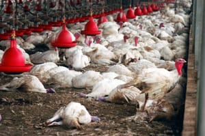 Ministério da Agricultura confirma primeiro foco de gripe aviária em granja no Brasil