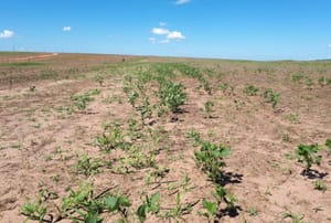 Período de vazio sanitário da soja começa neste domingo em Mato Grosso